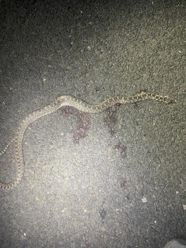 Great Basin Gopher Snake