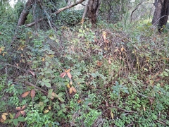 author not stated, no rights reserved Rubus laudatus, photograph author not stated, no rights reserved