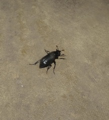 Nicrophorus humator