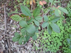 Rubus laudatus, photograph author not stated, no rights reserved