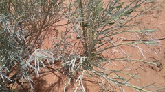 Calobota linearifolia