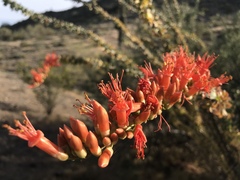 Fouquieria splendens