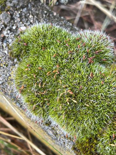 Grey-cushioned Grimmia