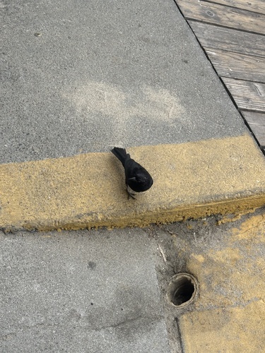 Brewer's Blackbird