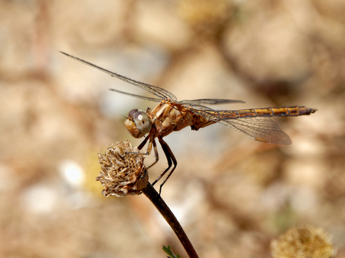 Keeled Skimmer