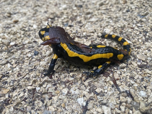 Fire Salamander