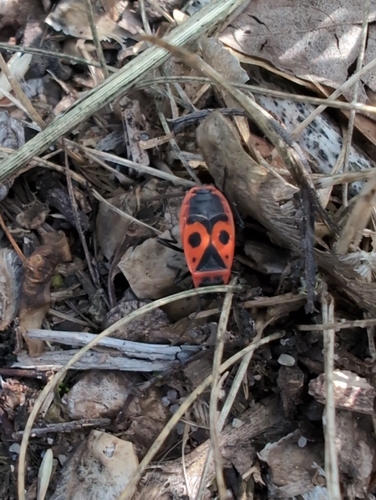European Firebug