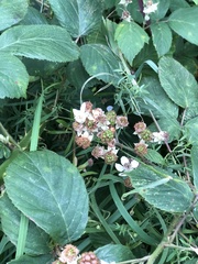 Rubus fruticosus