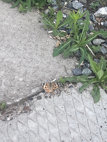 Painted Lady