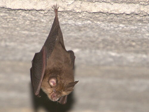 Lesser Horseshoe Bat