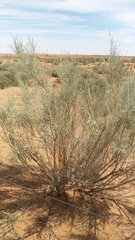 Calobota linearifolia
