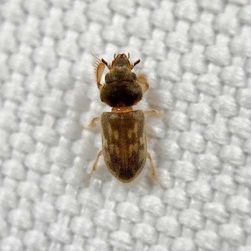Heterocerus