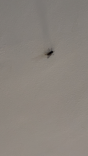 Common House Fly