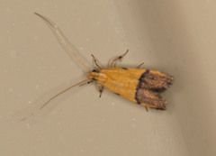 Crocanthes micradelpha