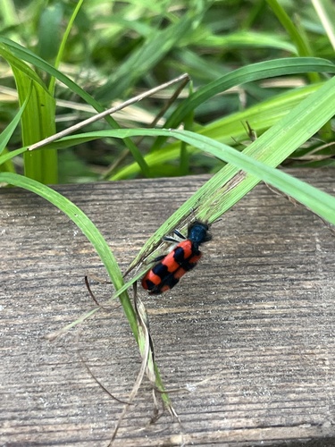 Bee-eating Beetle
