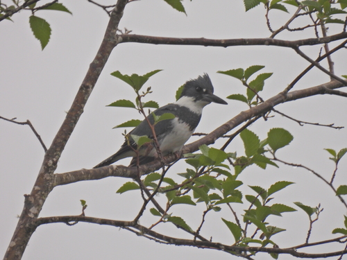 Belted Kingfisher