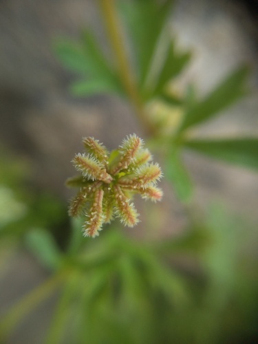 Trachymene pilosa, photograph 6