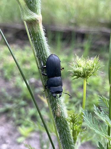 Lesser Stag Beetle