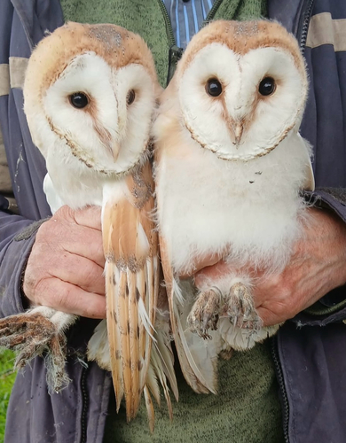 Western Barn Owl