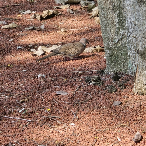 Spotted Dove
