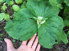 Trillium albidum