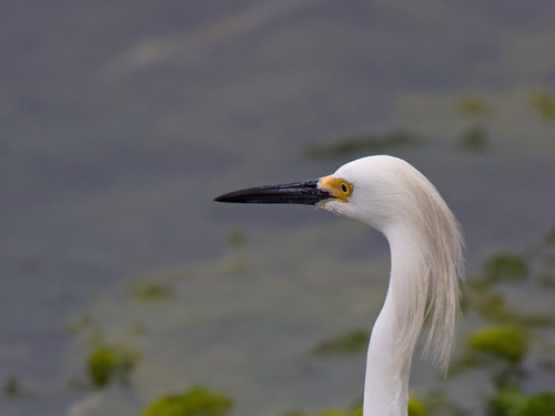 Egretta thula