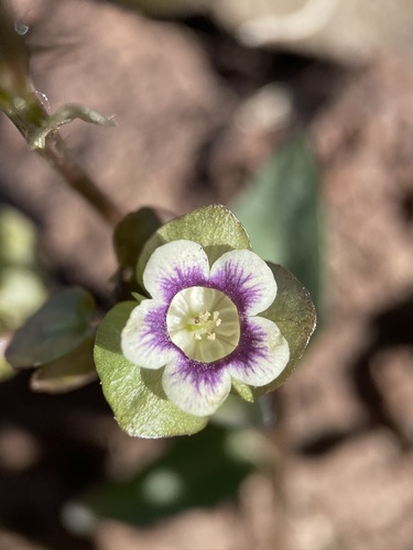 Image of Tricardia watsonii by (c) Matt Berger, some rights reserved (CC BY)
