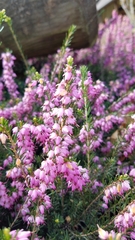 Ericeae