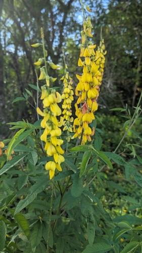 Crotalaria trichotoma, 2026-06-12