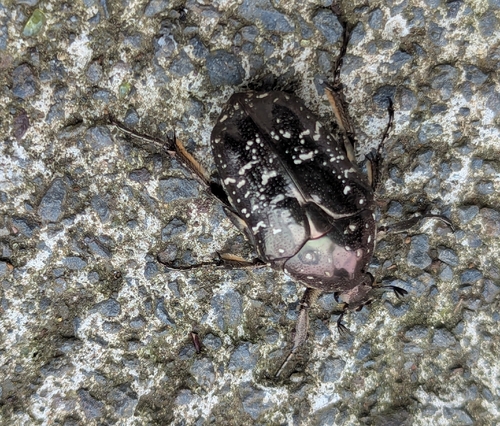 Oriental Flower Beetle