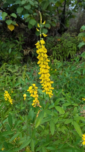 Crotalaria trichotoma, 2026-06-12