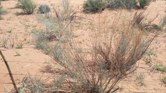 Calobota linearifolia