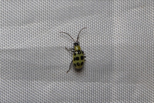Spotted Cucumber Beetle