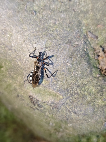 Sphedanolestes impressicollis