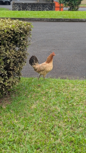 Domestic Chicken