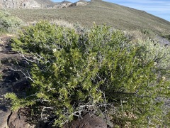 Hecastocleis shockleyi