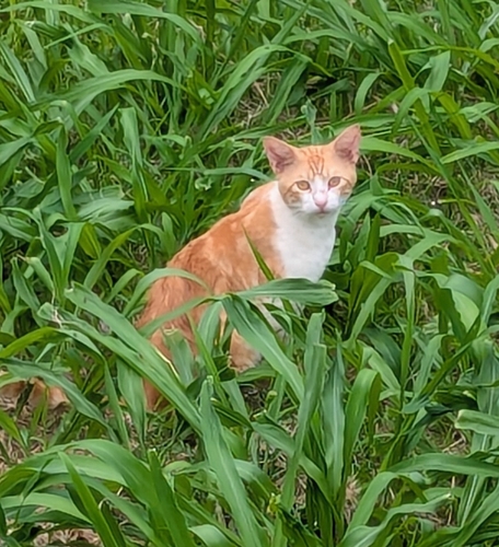 Domestic Cat
