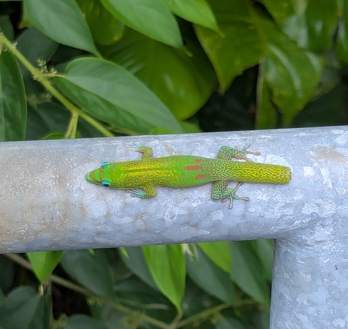 Gold Dust Day Gecko
