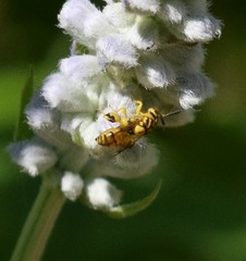 Conura amoena