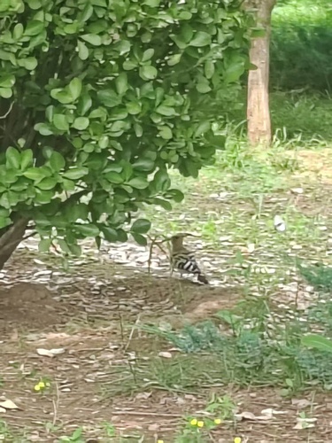 Common Hoopoe