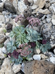 Cymopterus gilmanii