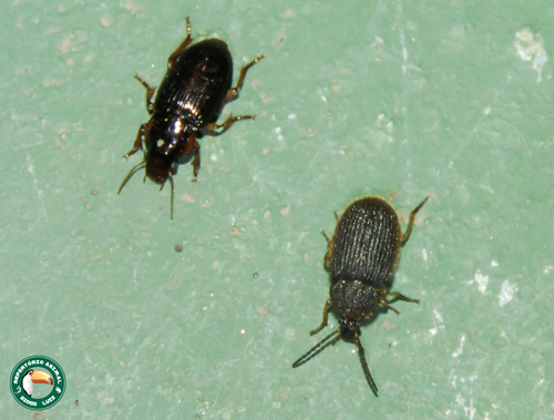 Trichisia babaulti