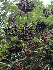 Sambucus nigra