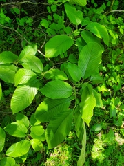 Rhamnus imeretina