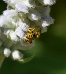 Conura amoena