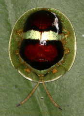 Image of Charidotis bipartita