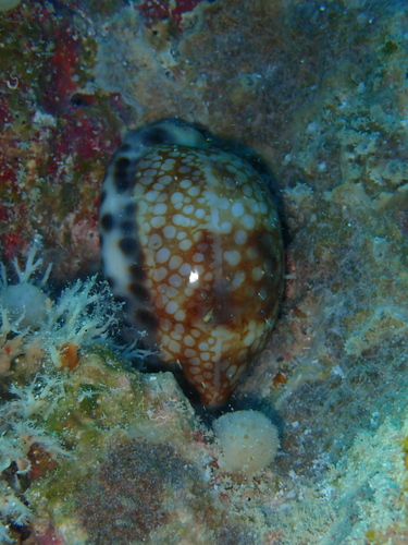 Cypraea histrio observed 2026-05-26
