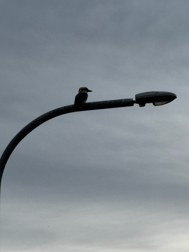 Laughing Kookaburra