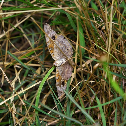 Common Buckeye