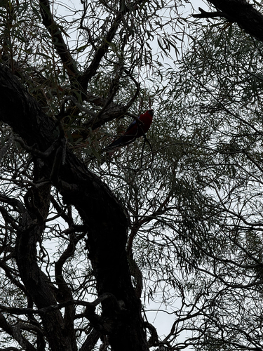 Crimson Rosella